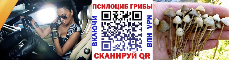 сколько стоит  Заозёрный  Псилоцибиновые грибы прущие грибы 